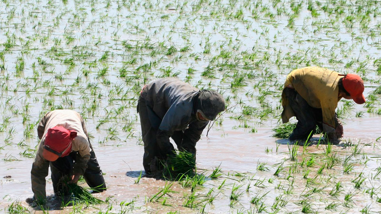 Pérdidas del 50 % en la comercialización del arroz en el valle de Majes