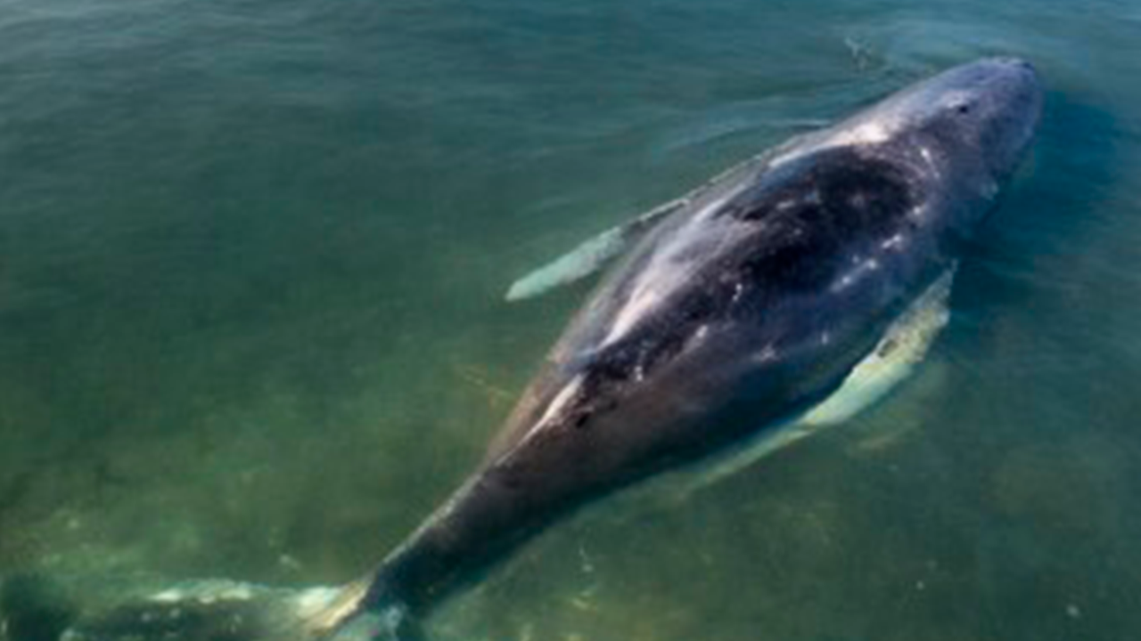 Hallan muerta a ‘Timmy’, la ballena rescatada tras quedar varada en Alemania