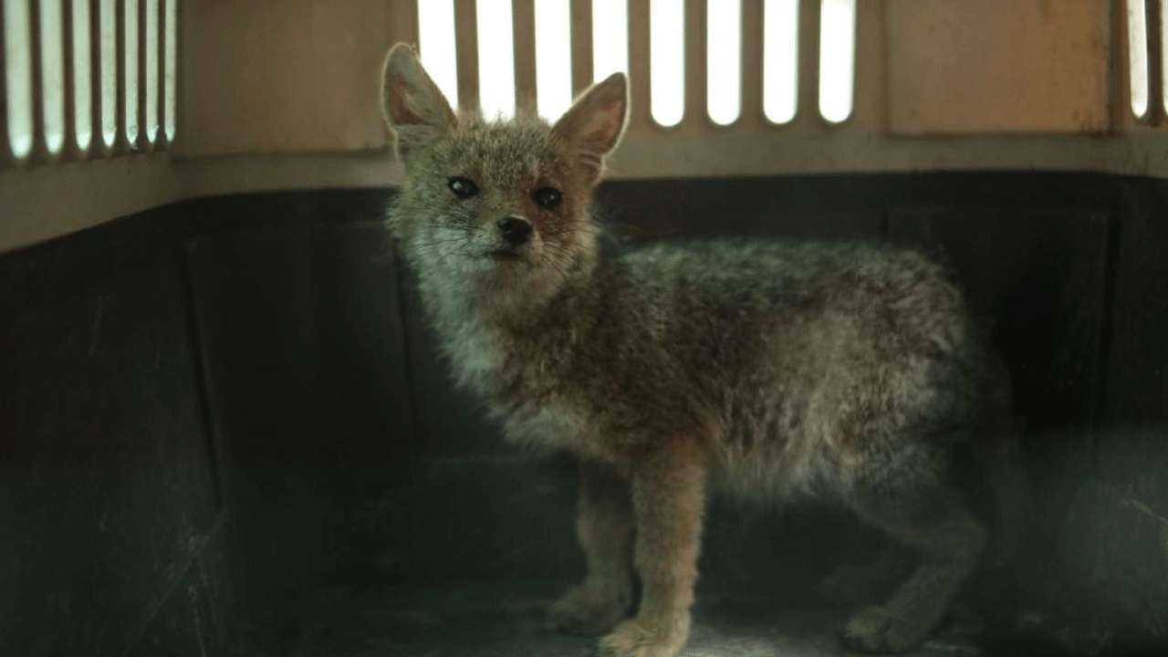 Rescatan cachorro de zorro andino oculto en taller de SMP