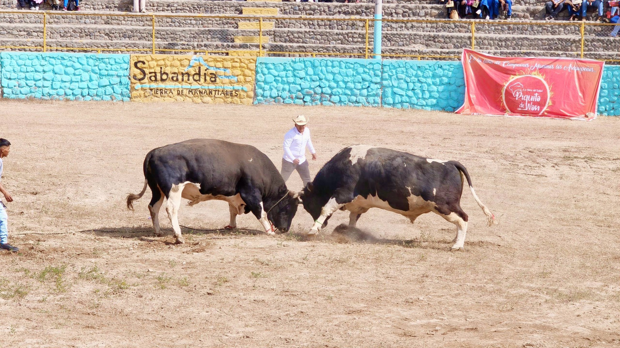Crianza de toros de pelea se duplica en Arequipa en 20 años