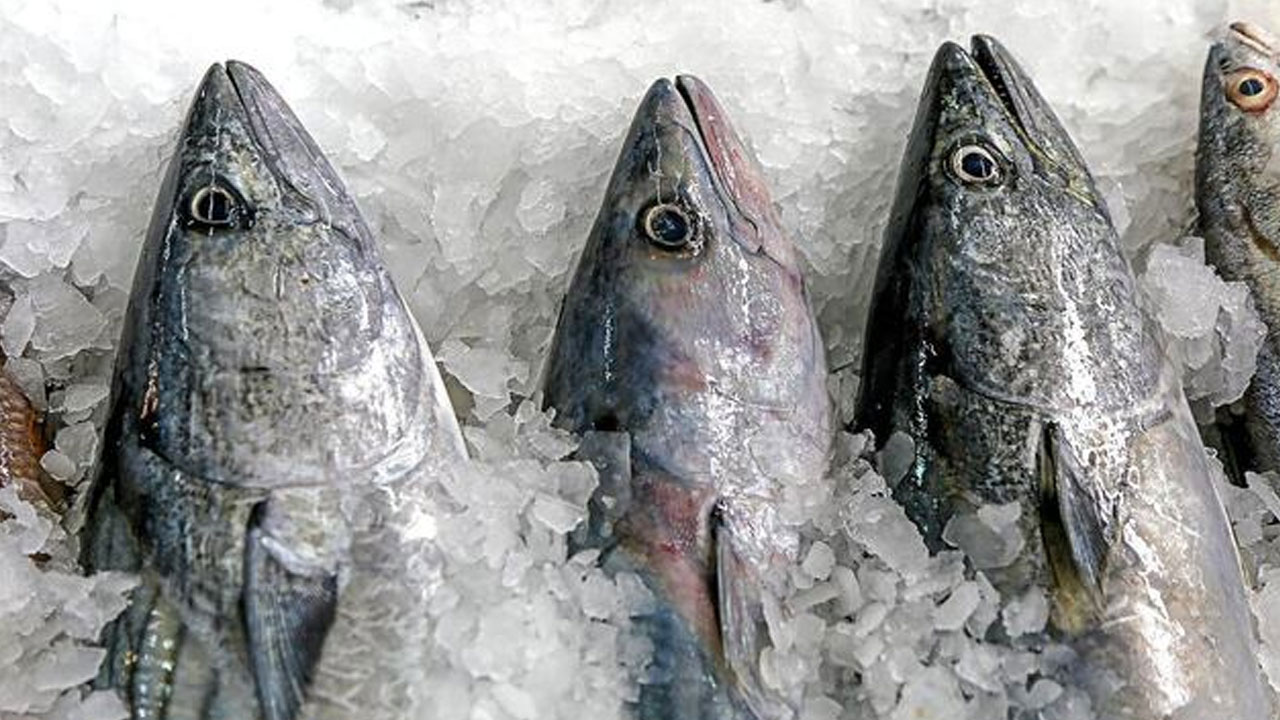 Produce prohíbe temporalmente la pesca y desembarque de bonito en todo el litoral peruano